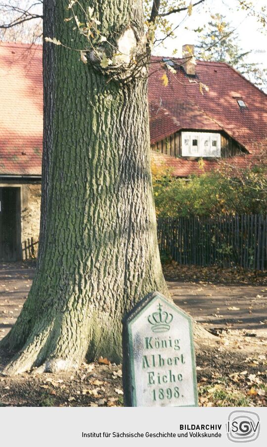 König-Albert-Eiche vor dem Rittergut