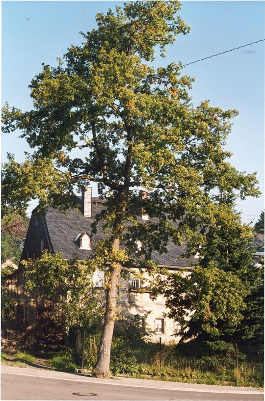 Eiche vor einem Hammerunterwiesenthaler Wohnhaus