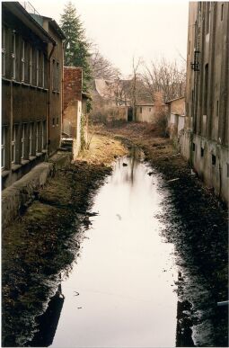 Bild: Elster in Hoyerswerda