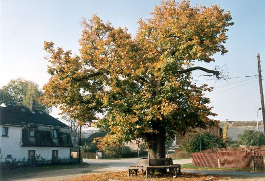 Dorfplatz mit Dorflinde in Reuth