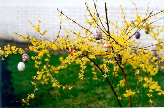 Osterbaum in Horka