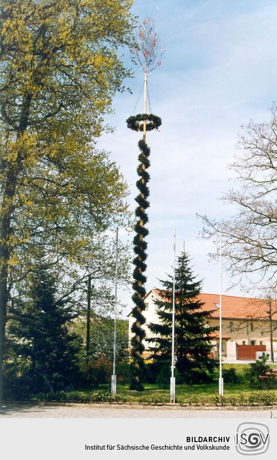 Maibaum in Zschornau