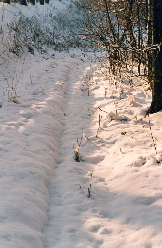 Alter Hohlweg bei Koitzsch