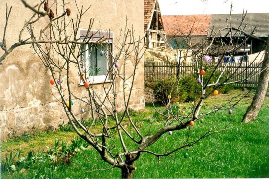 Osterbäumchen in einem Würschnitzer Garten