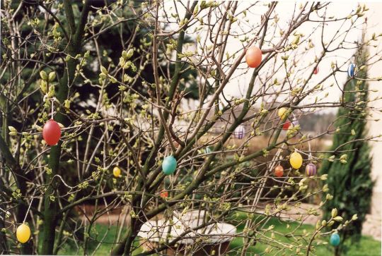 Osterbaum in Thiendorf