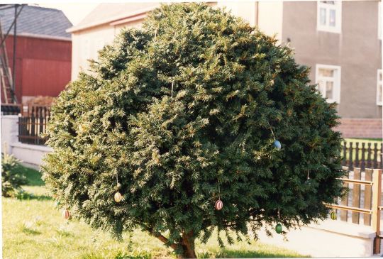 Osterbaum in Würschnitz