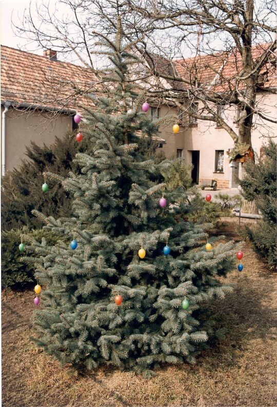 Osterschmuck an einer Blautanne in Strauch