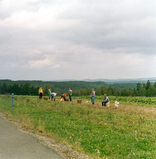 Beim Kartoffel-Lesen in Eichigt