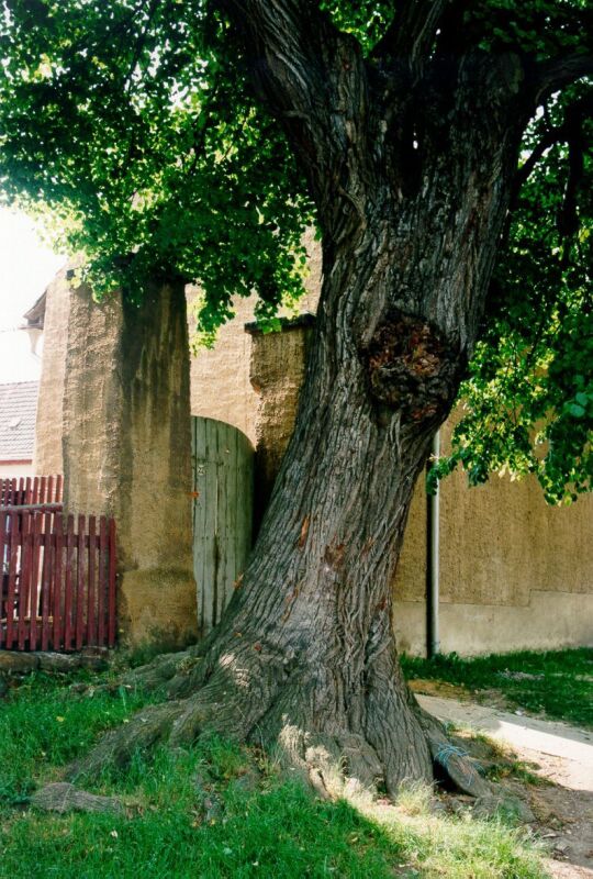 Linde vor einem ehemaligen Bauernhof in Bubendorf