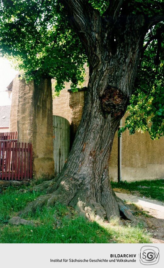 Linde vor einem ehemaligen Bauernhof in Bubendorf