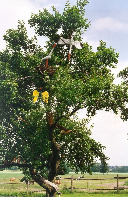 Storchatrappe auf einem Baum beim Volkskundemuseum Neukirch