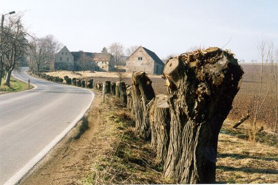 Kopfweiden-Allee bei Seidewitz