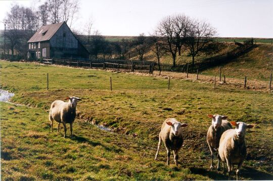 Schafherde in Wingendorf