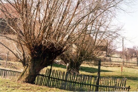 Weiden vor einem Bauernhof in Göppersdorf