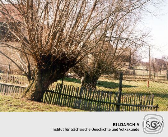 Weiden vor einem Bauernhof in Göppersdorf