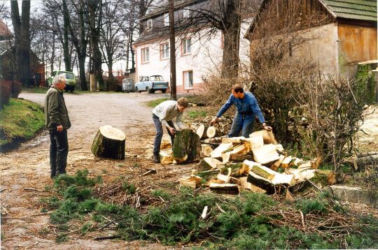 Beseitigung morscher Bäume an der alten Schule