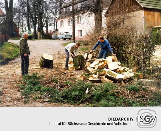 Beseitigung morscher Bäume an der alten Schule