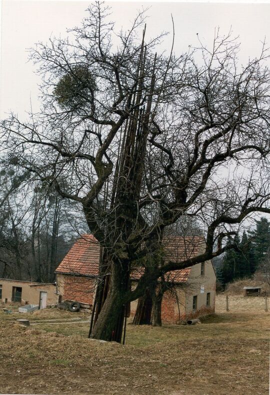 Garten mit Apfelbaum in Cunnersdorf