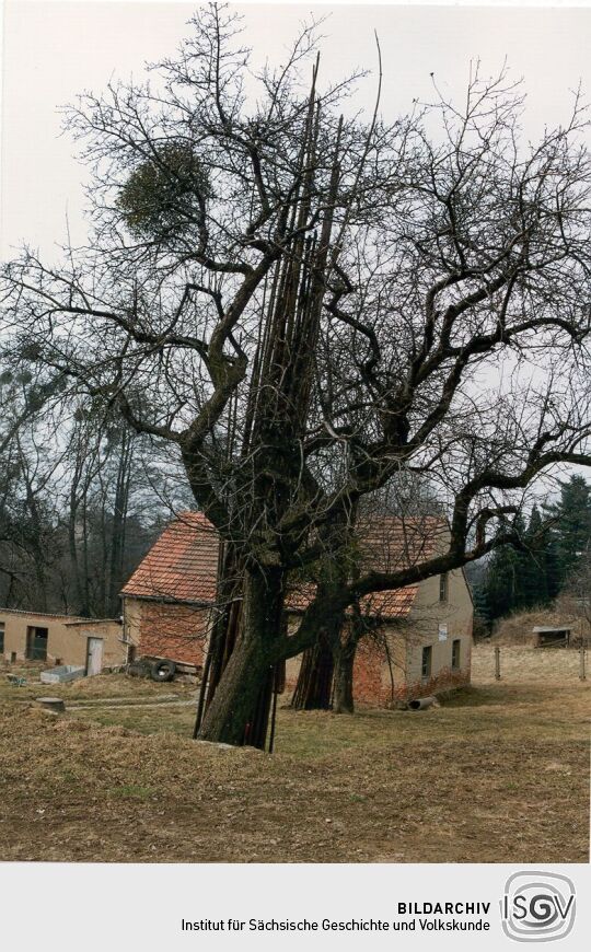 Garten mit Apfelbaum in Cunnersdorf