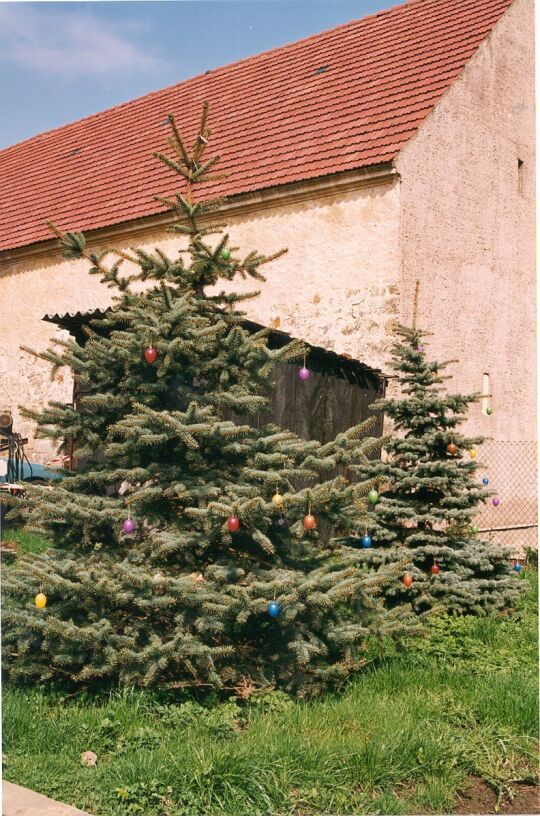 Tannen vor einem Bonnewitzer Bauernhof