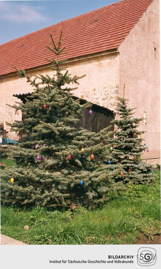 Tannen vor einem Bonnewitzer Bauernhof