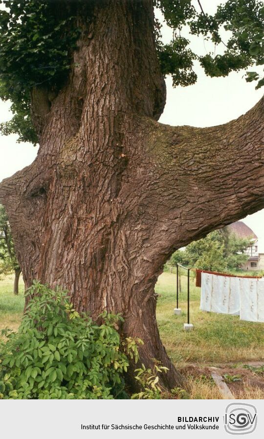 Alte Linde in Pechtelsgrün