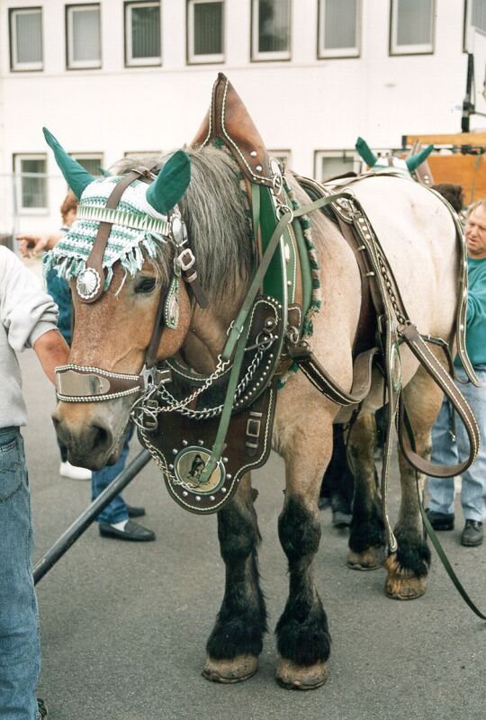 Brauereipferd beim Festumzug  in Rochlitz
