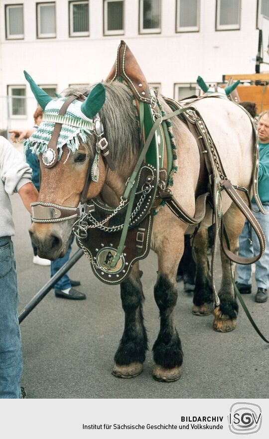 Brauereipferd beim Festumzug  in Rochlitz
