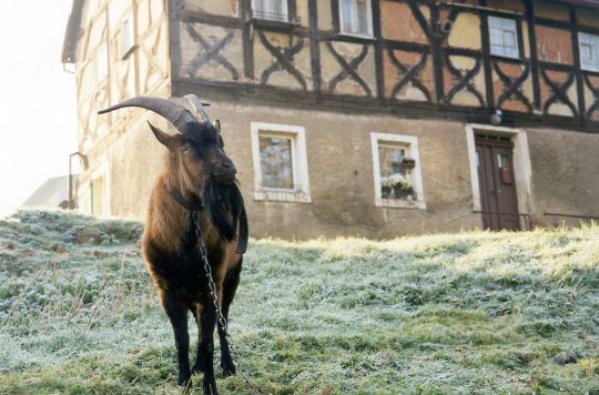 Ziege vor einem Fachwerkwohnhaus in Steinpleis