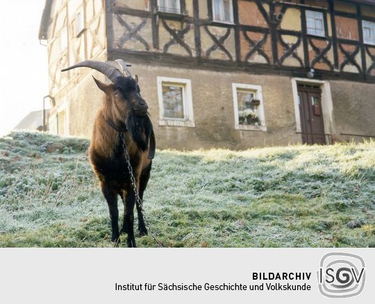 Ziege vor einem Fachwerkwohnhaus in Steinpleis