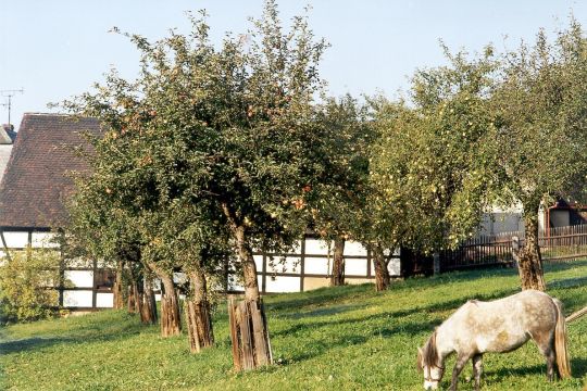 Obstgarten und Wirtschaftsgebäude in Steinpleis