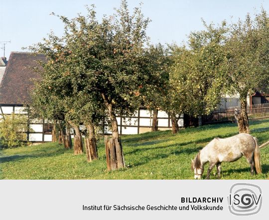 Obstgarten und Wirtschaftsgebäude in Steinpleis