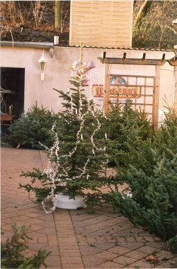 Bild: Weihnachtsbaumverkauf in Bad Muskau