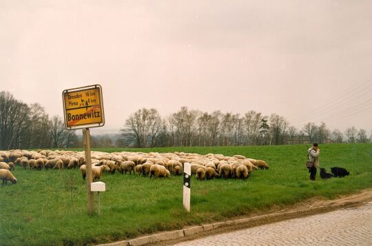 Schäfer mit seiner Herde