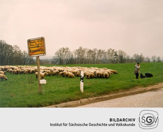 Schäfer mit seiner Herde