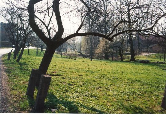 Obstbäume an der Straße in Lauterbach