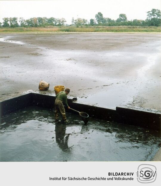 Abfischen von Teichen bei Daubitz