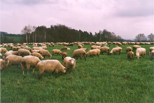 Schafherde bei Diehsa