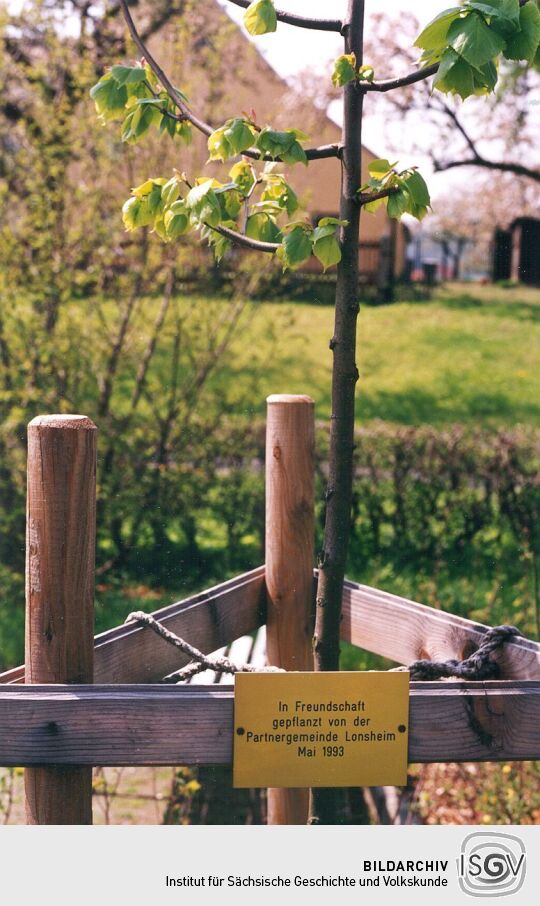 Neugepflanzte Linde in Lückersdorf