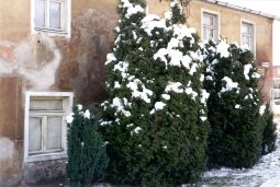 Bild: Leerstehendes Wohnhaus in Elstra