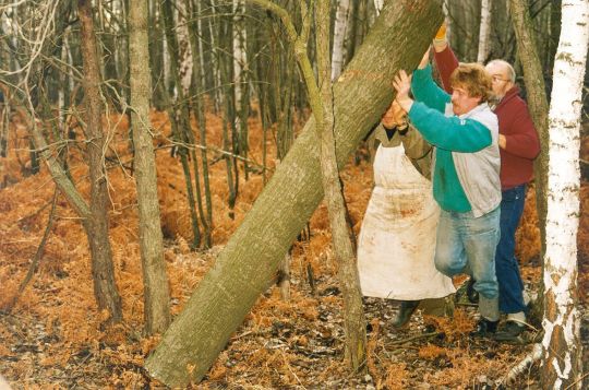 Holz aus Cosel-Zeisholz für den Korbmacher Peters