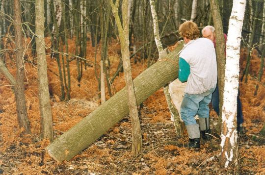 Holz aus Cosel-Zeisholz für den Korbmacher Peters