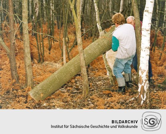 Holz aus Cosel-Zeisholz für den Korbmacher Peters