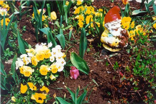 Gartenzwerg in einem Lückersdorfer Garten