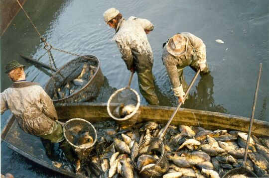 Am Deutschbaselitzer Grossteich beim Abfischen