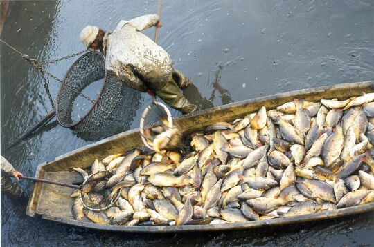 Abfischen am Deutschbaselitzer Grossteich