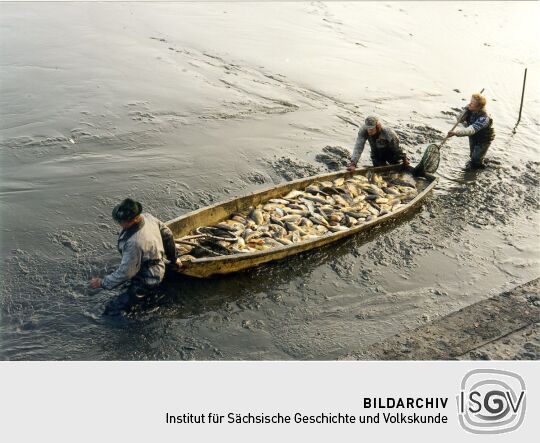 Abfischen eines Teiches in Deutschbaselitz