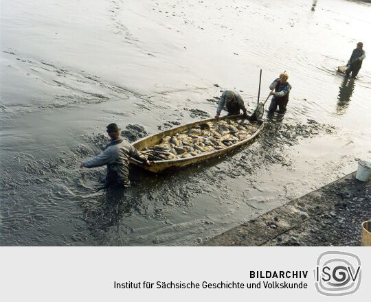 Abfischen eines Teiches in Deutschbaselitz