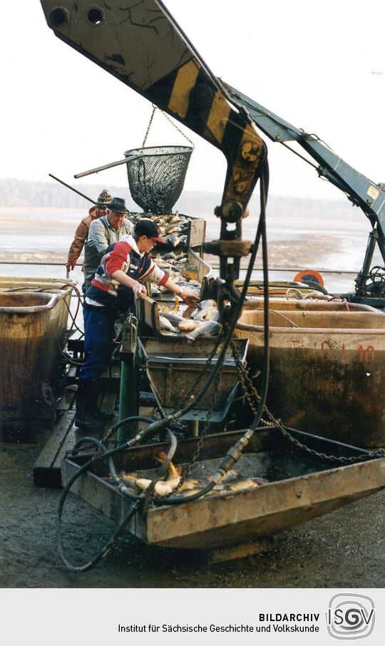 Abfischen der Teiche in Deutschbaselitz