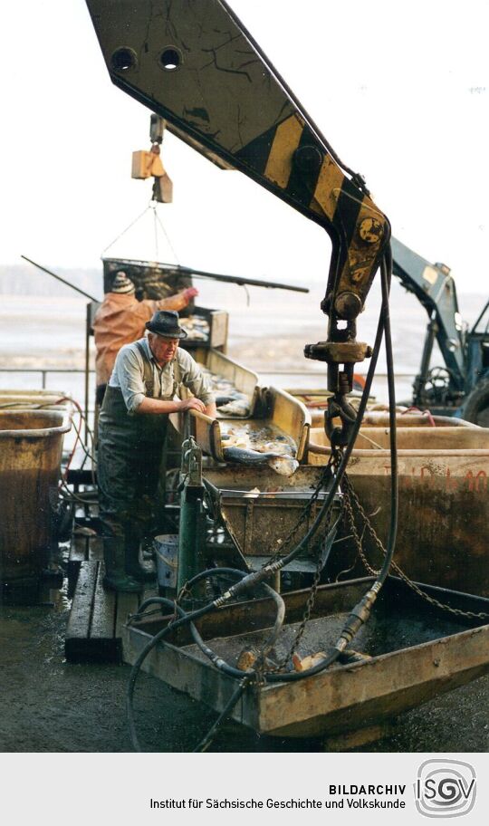 Abfischen der Teiche in Deutschbaselitz